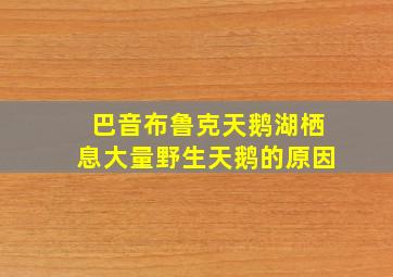 巴音布鲁克天鹅湖栖息大量野生天鹅的原因