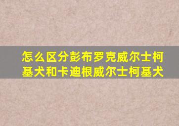 怎么区分彭布罗克威尔士柯基犬和卡迪根威尔士柯基犬