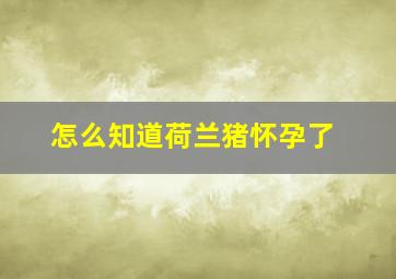 怎么知道荷兰猪怀孕了