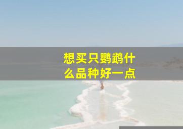 想买只鹦鹉什么品种好一点