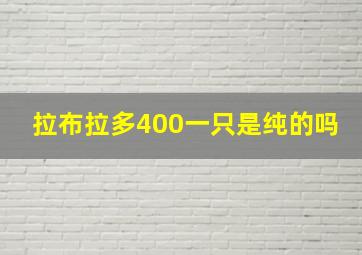 拉布拉多400一只是纯的吗