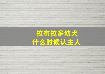 拉布拉多幼犬什么时候认主人