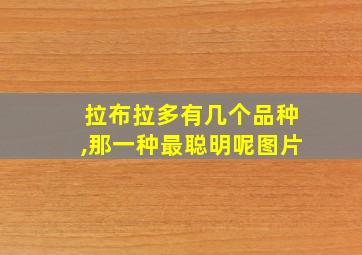 拉布拉多有几个品种,那一种最聪明呢图片