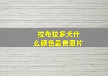 拉布拉多犬什么颜色最贵图片