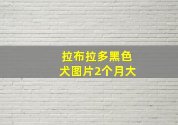 拉布拉多黑色犬图片2个月大