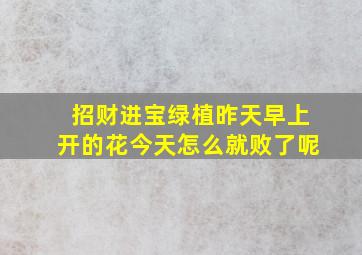 招财进宝绿植昨天早上开的花今天怎么就败了呢