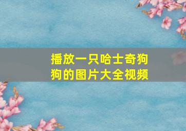 播放一只哈士奇狗狗的图片大全视频