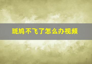 斑鸠不飞了怎么办视频