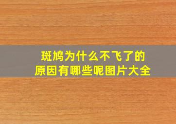 斑鸠为什么不飞了的原因有哪些呢图片大全