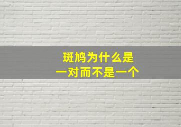 斑鸠为什么是一对而不是一个