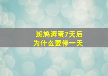 斑鸠孵蛋7天后为什么要停一天