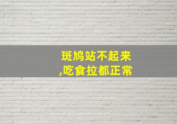 斑鸠站不起来,吃食拉都正常