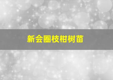 新会圈枝柑树苗