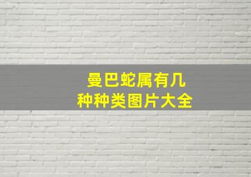 曼巴蛇属有几种种类图片大全