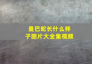 曼巴蛇长什么样子图片大全集视频