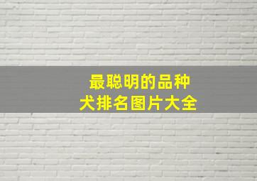 最聪明的品种犬排名图片大全