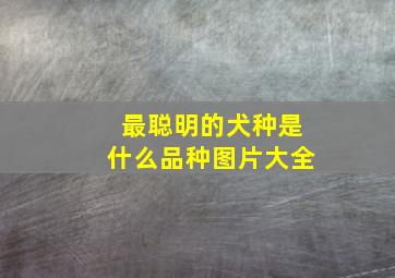 最聪明的犬种是什么品种图片大全