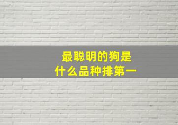 最聪明的狗是什么品种排第一