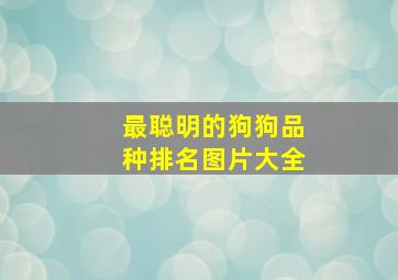 最聪明的狗狗品种排名图片大全