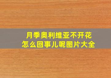 月季奥利维亚不开花怎么回事儿呢图片大全