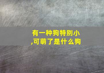 有一种狗特别小,可萌了是什么狗