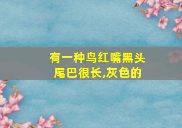 有一种鸟红嘴黑头尾巴很长,灰色的