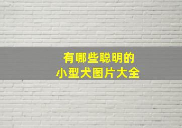 有哪些聪明的小型犬图片大全