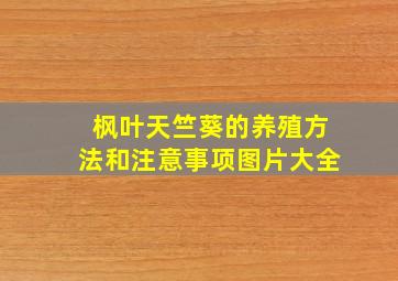 枫叶天竺葵的养殖方法和注意事项图片大全