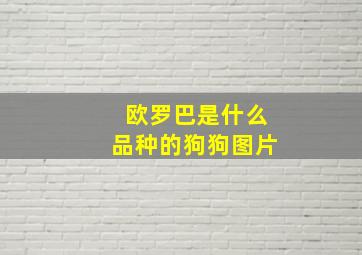 欧罗巴是什么品种的狗狗图片