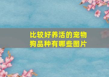 比较好养活的宠物狗品种有哪些图片