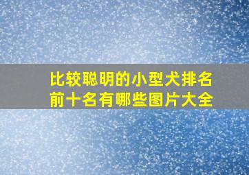 比较聪明的小型犬排名前十名有哪些图片大全