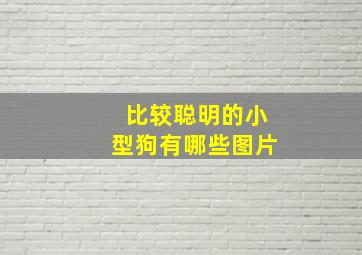 比较聪明的小型狗有哪些图片