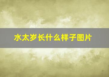 水太岁长什么样子图片