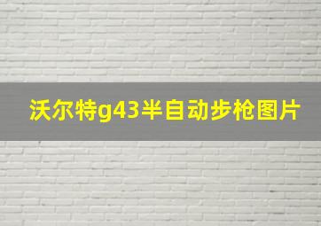 沃尔特g43半自动步枪图片