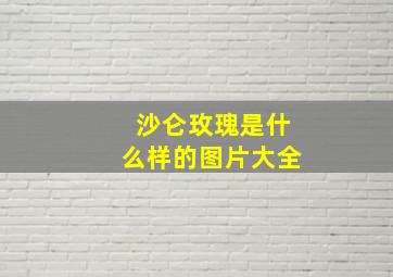 沙仑玫瑰是什么样的图片大全