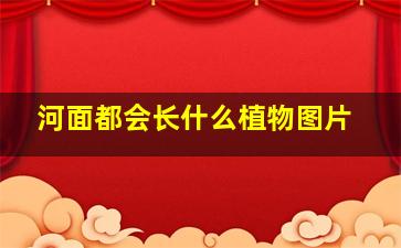 河面都会长什么植物图片