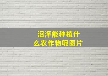 沼泽能种植什么农作物呢图片