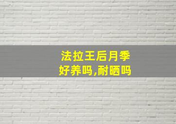 法拉王后月季好养吗,耐晒吗