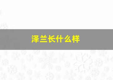 泽兰长什么样