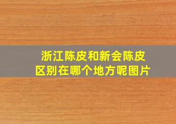 浙江陈皮和新会陈皮区别在哪个地方呢图片