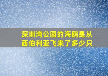 深圳湾公园的海鸥是从西伯利亚飞来了多少只