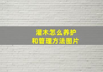 灌木怎么养护和管理方法图片