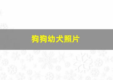 狗狗幼犬照片