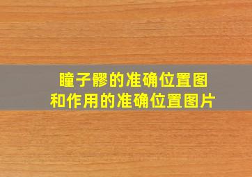 瞳子髎的准确位置图和作用的准确位置图片