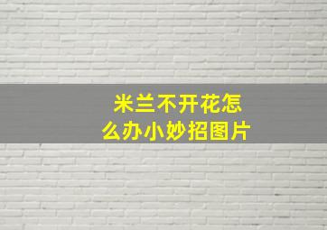 米兰不开花怎么办小妙招图片