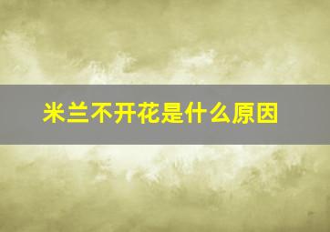 米兰不开花是什么原因