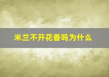 米兰不开花香吗为什么