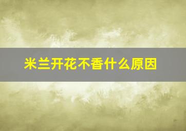 米兰开花不香什么原因