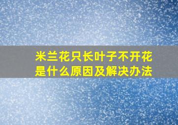 米兰花只长叶子不开花是什么原因及解决办法