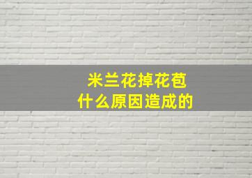 米兰花掉花苞什么原因造成的